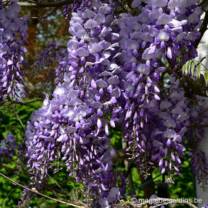 Comment avoir une belle Glycine ! Infos Jardins