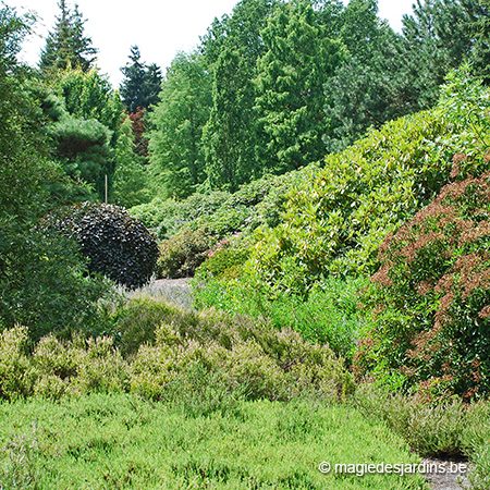 Limbourg: Arboretum de Bokrijk