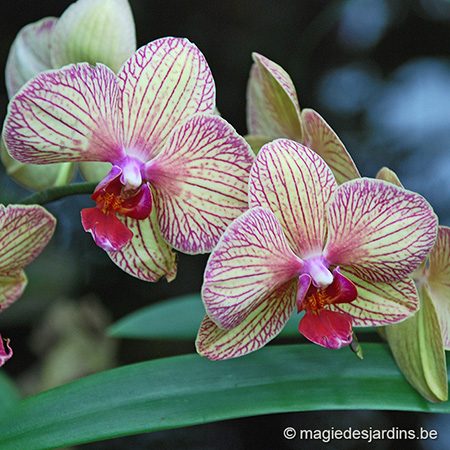 Les dix règles d’or à suivre pour vos orchidées