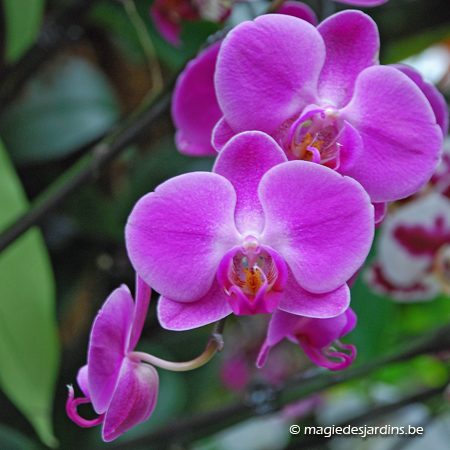 Orchidées: des beautés exotiques en hiver